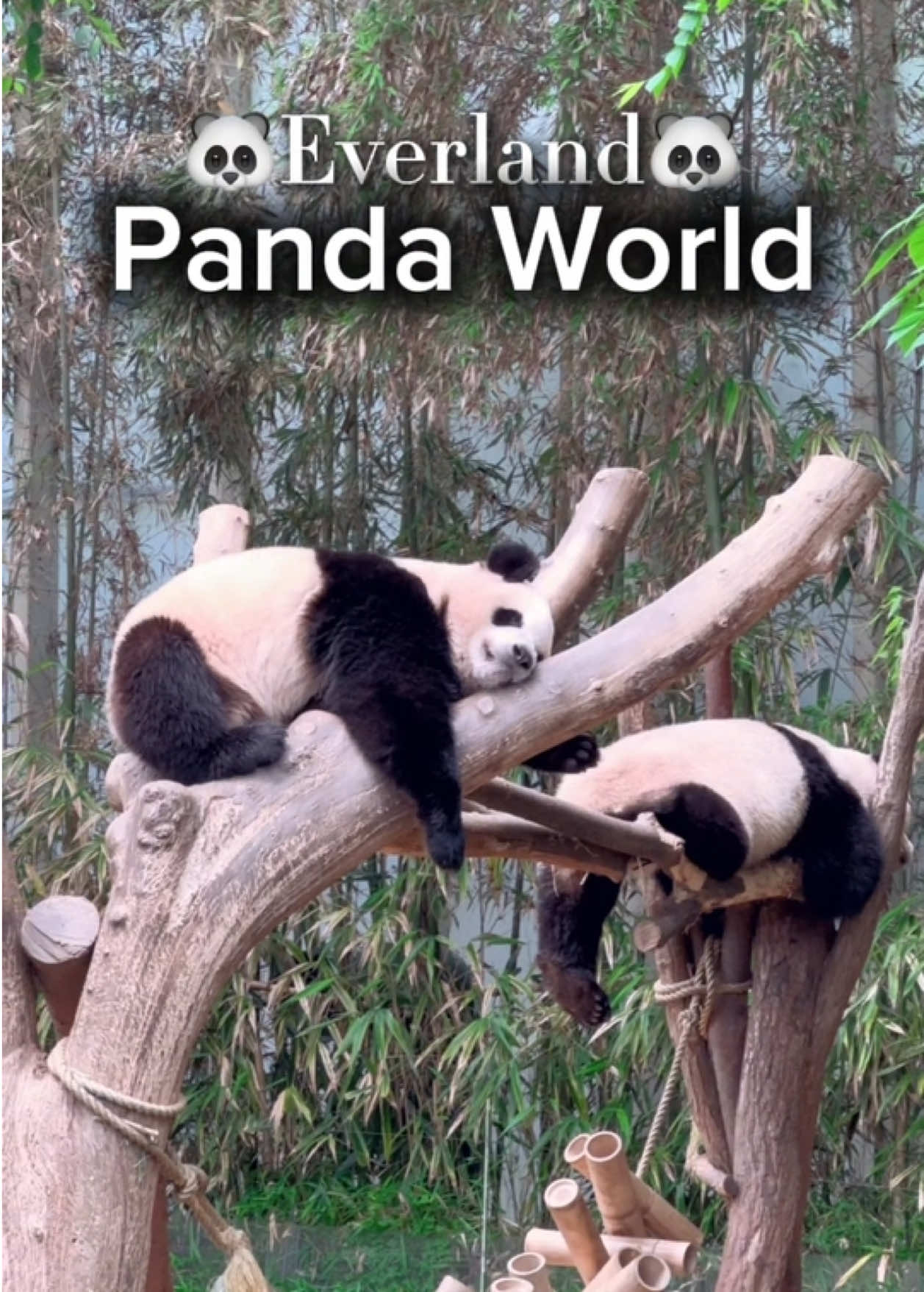 Banyak yang belum tahu kalau di Everland ada panda lucu yang bisa kamu temui langsung. Bahkan ada orang yang ke Everland cuma demi lihat panda, bukan wahana! 😚 Save dulu video ini biar nggak lupa mampir ke Panda World kalau ke Everland! #everlandkorea #travelkorea #visitkorea #fubao #hiddengems 