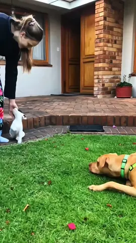 Funny animals 😂😂  #pet #cat #dog #cute #animals #foryou #typ 