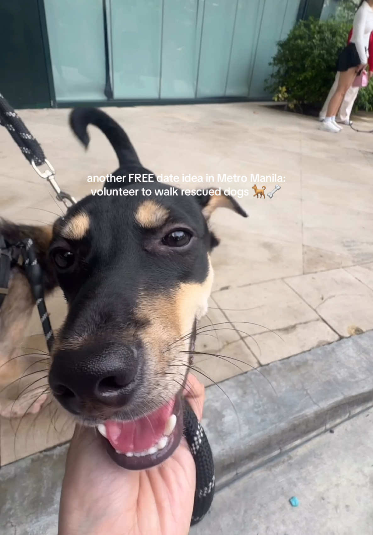 saw this video of @Ampon Alaga’s daily walks with their rescued dogs around Rockwell, and they’re always looking for volunteers too! 🥹 #rescuedog #adoptme #makati #fypage #dogsoftiktok #taxpayer #floodcontrol 