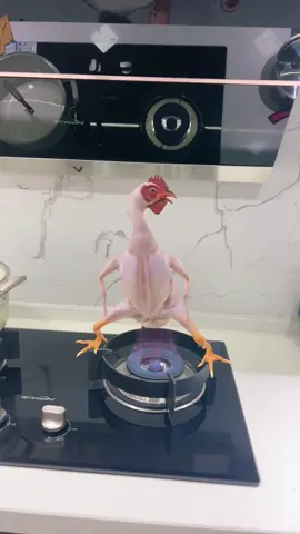 Have you ever seen a little chicken that can dance? #pet  #pets  #chicken  #petchicken  #fyp 