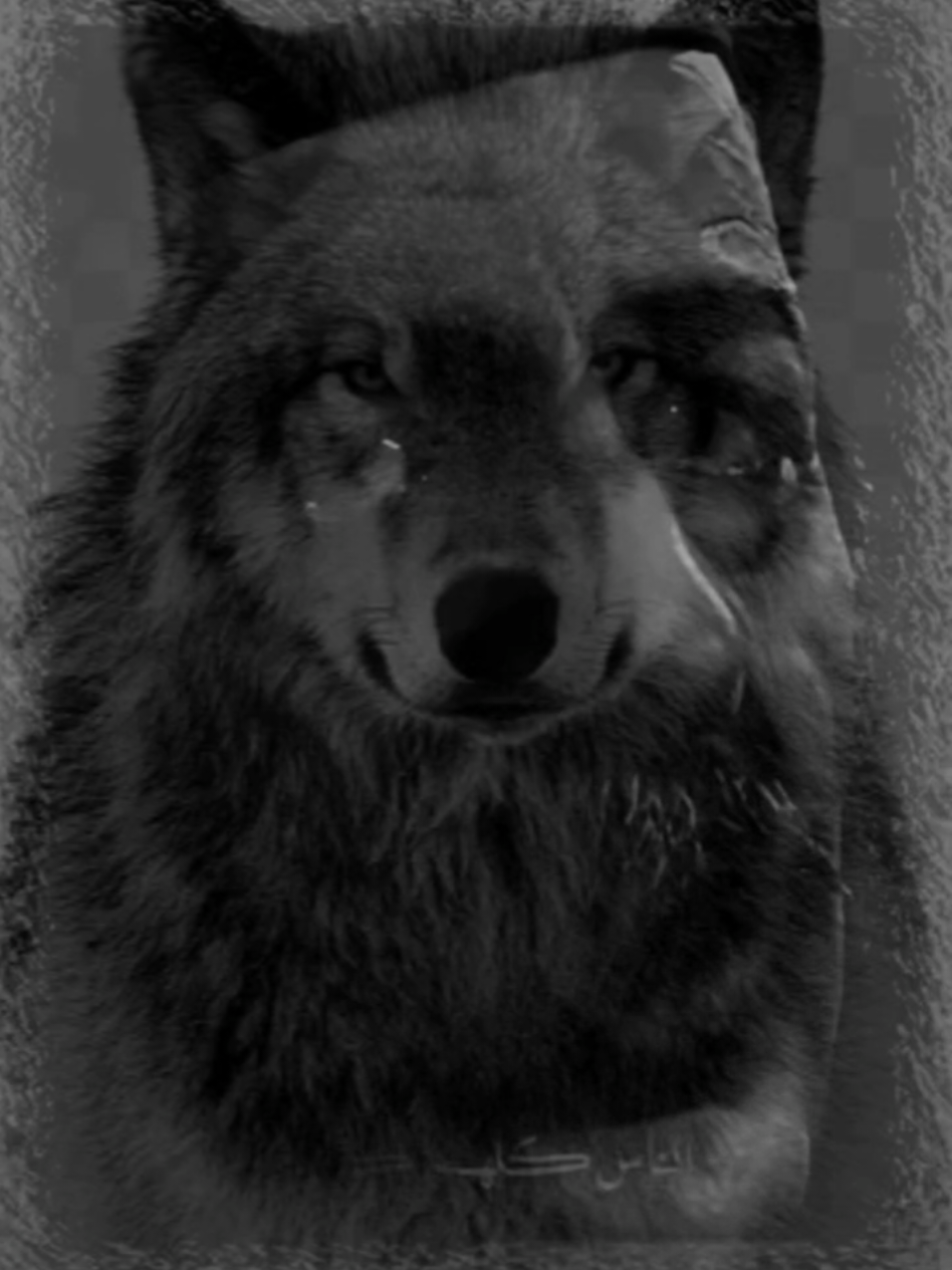 #فان_kvp #الذئاب_العجوز 🔥🐺🪦⚔️ #اخر_اشي_نسختو💭🥀 #اكسبلور_explore #CapCut 