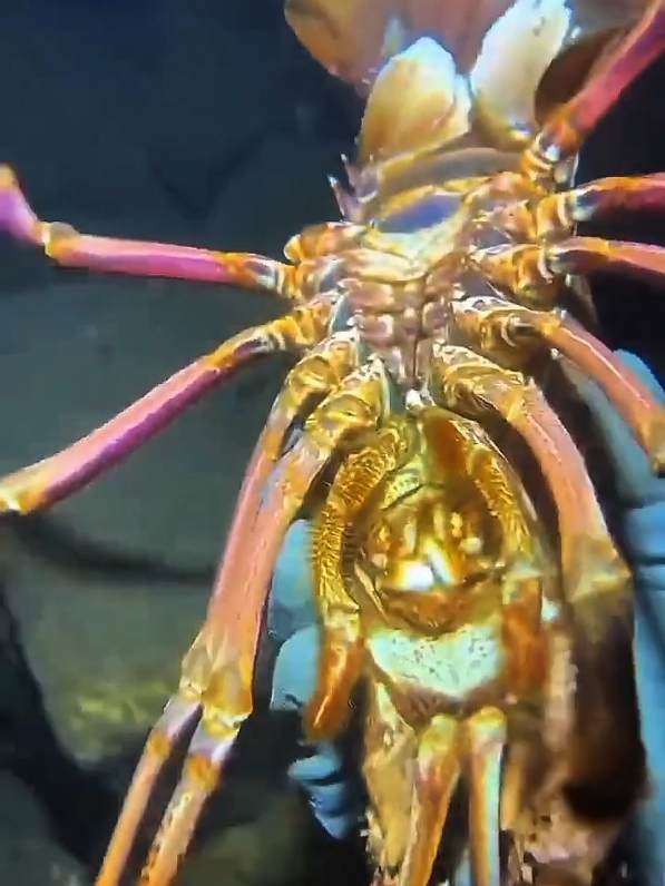 Catch Seafood on Seafloor.#seafood #crab #shrimp #seafood 