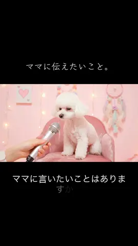 愛犬のプードルがあなたに伝えたいこと。#犬のいる暮らし #あいけんらぶ #犬のいる生活 #愛犬 #犬動画 pr