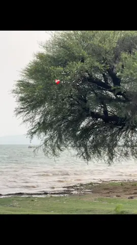 🕊️