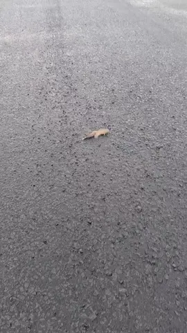 cà mau . Bắt cá trên đg nhựa 😍😍😍
