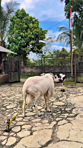 Malah ngabujuran😅 #ANTERZA🐏  #dombagarut #dombaadu #peternakmuda #peternakpemula 