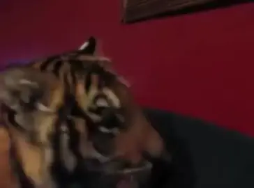 🔥🗼💯🐯