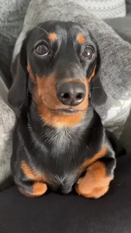 loaf 🍞  #dachshund #minidachshund #dog #wienerdog #fyp 