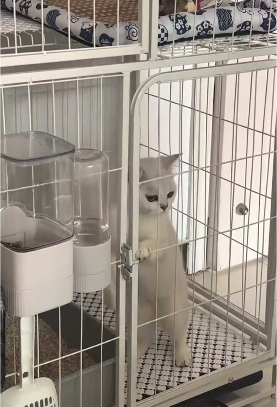 Nothing can stump my cat.          #cat #catsoftiktok #fyp #fypシ #catlover #funny #pet #foryoupage