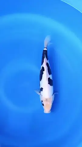 kumonriyu 🥰🥰 #koifish #koilovers #koilovers #koipond #koijakarta 