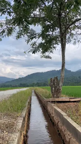 pdi dah hijau balik,cpt msa brllu.🫠 #kampunghalaman  #anakkampung  #sawahpadi