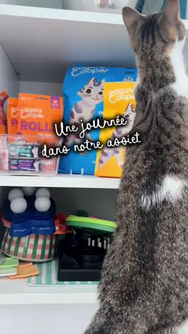24h dans la gamelle de Julius et Kimi 😸  On est trop content d’avoir pu goûter aux petits plats d’@Edgard & Cooper 😻  Vous avez 20% de réduction sur votre première commande (à partir de 20€) profitez-en pour régaler vos petits chats 😻😺  #chat #cat #catsoftiktok #chaton #kitten 