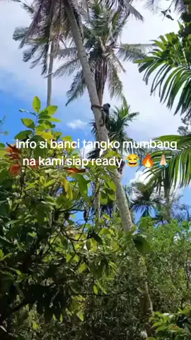 langsung DM Nina kin wkwk #karocity #fypyoupage #fypシ゚viral #laguviral #mumbang 