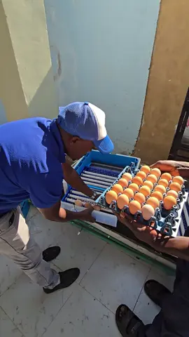 Here is what happens when you place an order from Eco Kuku Farm Ltd (Egg incubator); 1. We take down your details, delivery location and phone number 2. The order is delivered to you, freely 3. Free installation of the incubator and other equipment, such as solar system 4. We train you and ensure you are capable of operating the incubator yourself 5. It is then that the payments can be made. 6. 1 year warranty and continued support even if the warranty period is done Contact us on 0710 359 047 to make an order today and enjoy our fantastic customer support. You can also visit us along Outer-ring road in Kariobangi, near Kiamaiko Stage (see Directions on the pinned posts) Karibu sana Eco Kuku ! #delivery