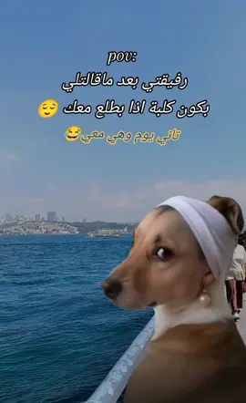 #كلبوشتي 😂@دوده 🐛 #كلبة_البدو 