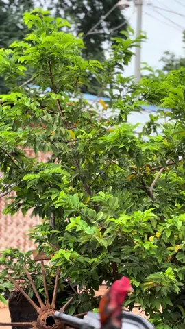 #တိုက်ကြက်ဝါသနာရှင်😍 #ဒီကောင်လေးပြန်မျှပေးမယ်ညီအကို🤘🏾🥰 