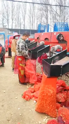 Export-oriented automatic garlic sorting machine production line. It is simple and flexible to operate, economical and practical, reduces labor intensity, improves work efficiency, and is a good helper for agricultural planting.#Factory #daily #tiktok #fyp #garlic#Sorting machine#agriculture#agricultural machinery#Agricultural planting#export trade#Factory sales