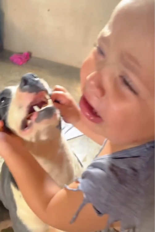 Dogs snatching a kid’s snacks 😂#fyp #foryou #dog #tiktok #dogsoftiktok 