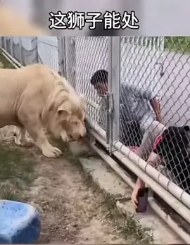 这狮子能处，是真不赖#搞笑视频 #热门 #搞笑 #animalsoftiktok 