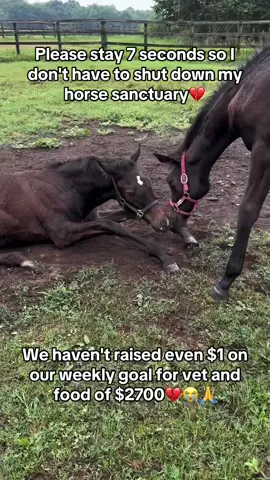 Every kind comment would mean a world to me #horses #shelter #sanctuary #animalsoftiktok #horsefarm       