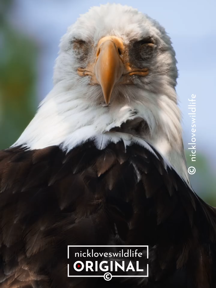 EAGLE WAKES UP 🦅 #wildlifephotography #photooftheday #naturephotography #eaglephotography #baldeagle #nature