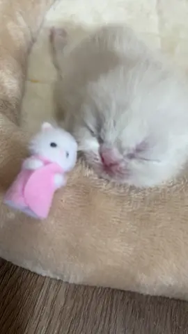 pur pur pur 💕#fyp #sylvanian #calicocritter #catsoftiktok #cat 