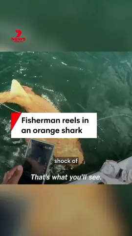A fisherman got the shock of his life when he reeled in an orange shark off the coast of Costa Rica. #orangeshark #nurseshark #CostaRica