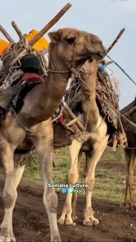 #How much percentage would you give to Somali culture out of 100%🇸🇴🇩🇯#The next city