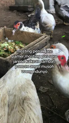 😇 #entogresing #peternakmuda #perternak #entogrambonhiasviral #entogrambon 