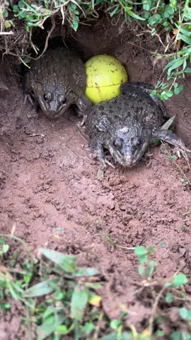 ihavethisthingwithplants #frog #wildlife #frogfunny #animals 