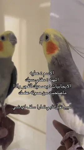 #كروان #طير #ببغاء #ببغاء_كروان 