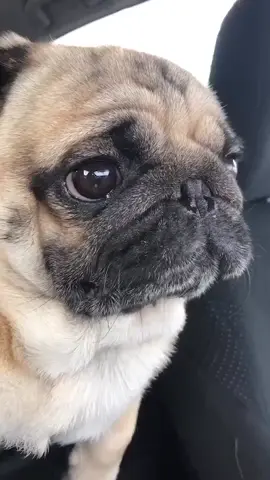 Hurry up and get out the door 早🚗 #pugdog #pigorpug #pugsoftheday #puglife #babypug Credit: 📷📸 Pug Dog