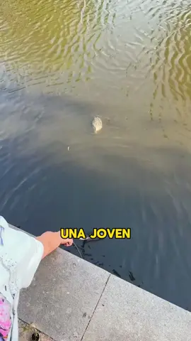The woman saved a hedgehog in the water #animals #Foryou #Friendship #Us #fyp #hedgehog