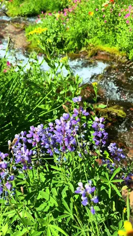 Could this be my last flower video??? August is coming to an end and autumn is fast approaching!! #pnwonderland #mountains #Hiking #wildflower #oregon 