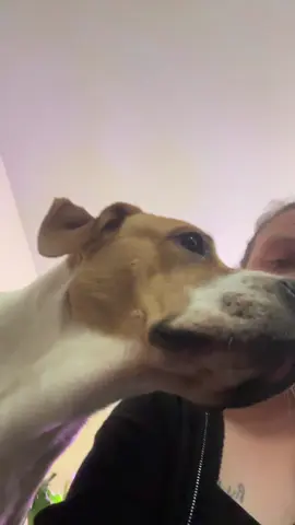 He was looking like wtf #funnydog #mybaby #dogsoftiktok 