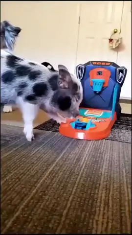 The look at the end!!! #pig #pigs #pigsoftiktok #piglet #minipig Credit: 📷 Pig Love