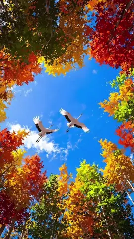 შემოდგომა მოგვიახლოვდა🌻🍁🍁🍂