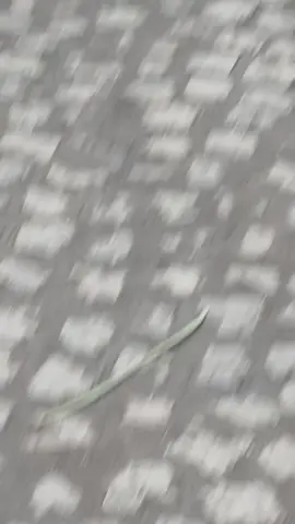 ሻሸመኔ ሀይሌ ሆቴል የመክፈቻ ስነስርአት