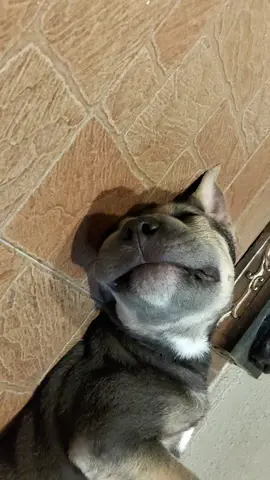 RANADHERRA the sleeping beauty 🤣❤️