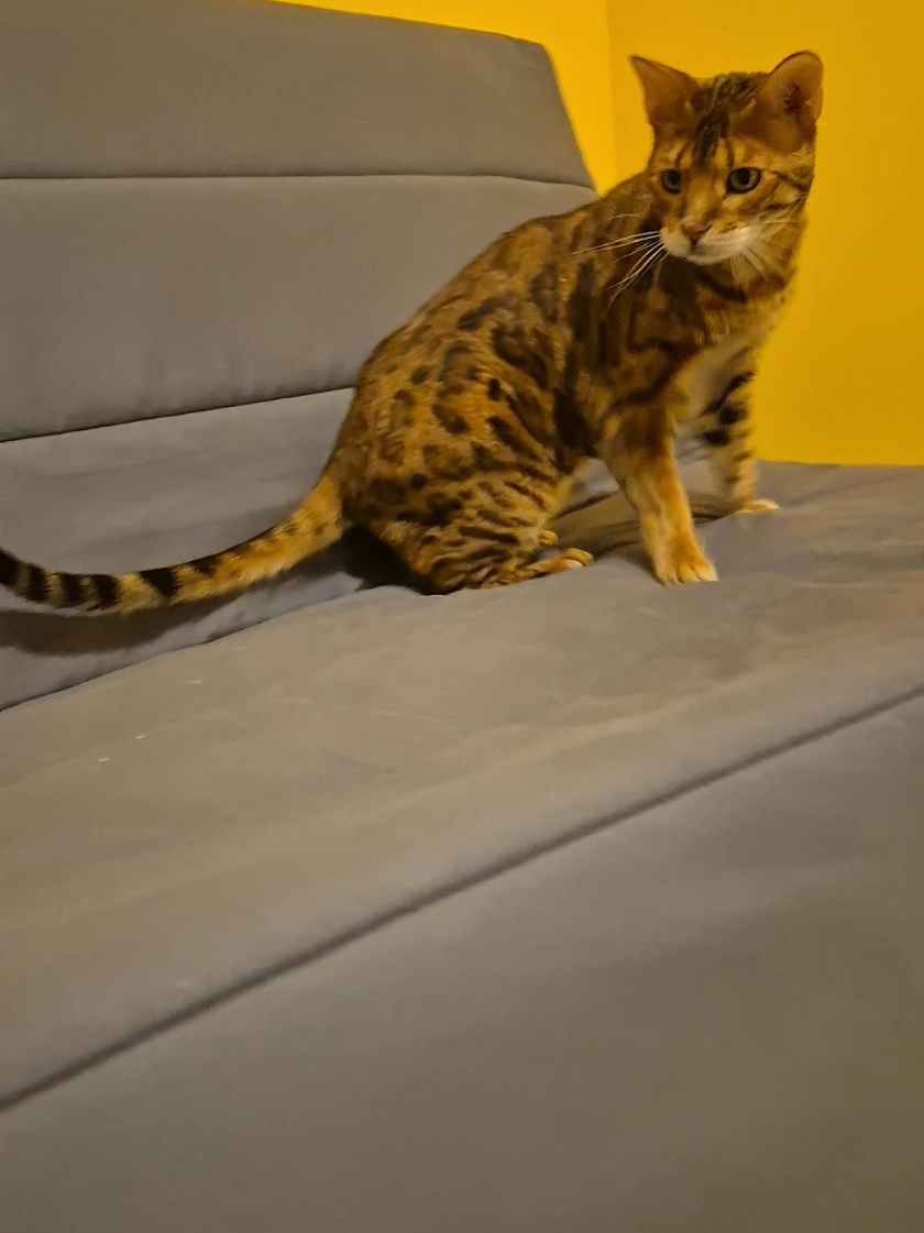 petit moment de jeu avec novan #bengal #chat #jeux #loveyou #likе 