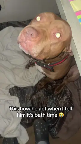 Dog’s reaction to hearing about bathing. 😂😂#funnyvideos #funnytiktok #dog #foryou #tiktokdogs #funny #fyp #tiktok 