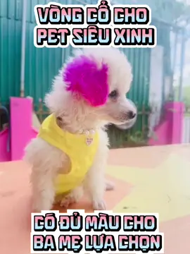 Vòng Cổ Cho Pet, Embe Ngọc Hà Nhà Mình Thấy Mang Vòng Ra Là Chạy Vòng Vòng Tỏ Vẻ Thích Thú Lắm Ạ #vongcochopet #viralvideo #xuhuongtiktok 