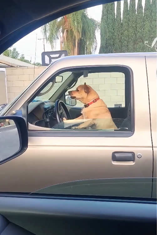 Dog’s First Car Ride 🚗🤣🤣#dog #dogsoftiktok #foryou #fyp #pet #funnydog #funnyvideos #funny 