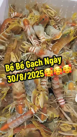 Bề Bề Gạch Ngày 30/8/2025 #haisan #haisantuoisong #haisanbien #xuhuong #tiktok  @Linh Hồ Official  @Linh Hồ Official  @Linh Hồ Official 