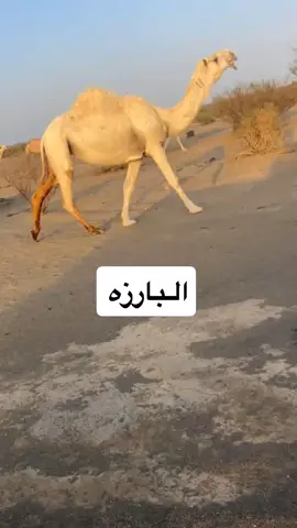 #عطيالله🐪_ماشاءالله انتاج البارز جعله يتبارك لنا ولجميع المسلمين 