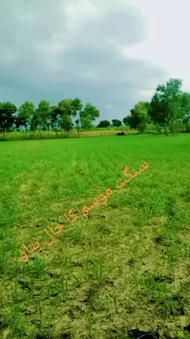 #سنگت_ویڈیو_وائرل_کریسو_آپ_ہیں🥀🌼🙈 #سنگت___لائک___شیئر___کریسو 