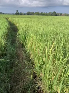 #fypシ #petaniindonesia🇮🇩🇮🇩🇮🇩🌿🌿 #wijapaggalung🌾 