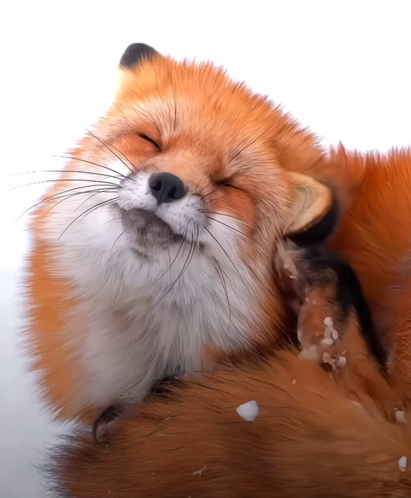 🦊 #fox #animal #fyp #orange #mammal 