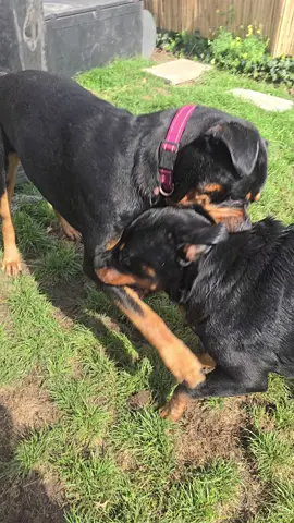 playing rotties🥰 #rottielife #rottweiler #rottiesoftiktok #rottweilerlovers #rottweilerpuppy 