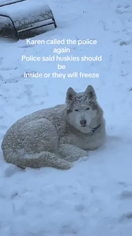 Unfortunately I didn’t listen and now my Husky is frozen 😞 #husky #frozenhusky #karen 